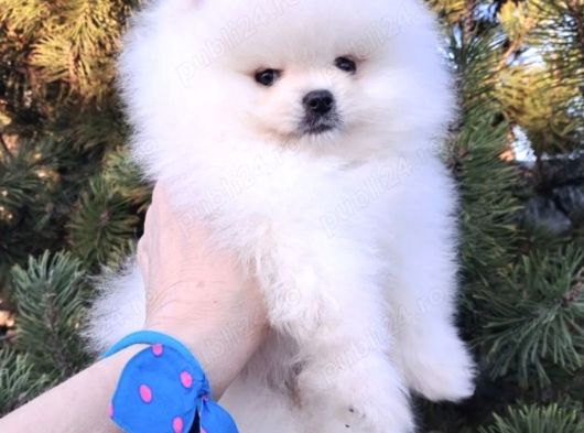 Pomerian Boo Yavrulari Ankara Teddy Bear görsel