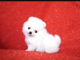 POMERIAN BOO YAVRULARI ANKARA tEDDY BEAR