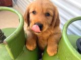 Golden retriewer yavrular