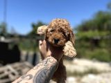 Uygun Di̇şi̇ Poodle Arayanlara Bugüne Özel