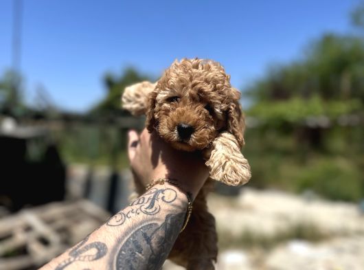 Uygun Di̇şi̇ Poodle Arayanlara Bugüne Özel görsel