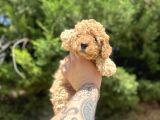Uygun Di̇şi̇ Poodle Arayanlara Bugüne Özel