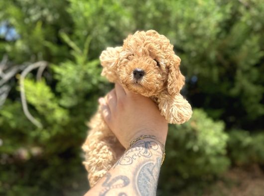 Uygun Di̇şi̇ Poodle Arayanlara Bugüne Özel görsel