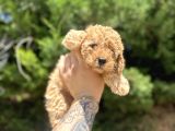 UYGUN DİŞİ POODLE ARAYANLARA BUGÜNE ÖZEL