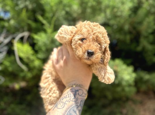 UYGUN DİŞİ POODLE ARAYANLARA BUGÜNE ÖZEL