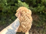 Uygun Di̇şi̇ Poodle Arayanlara Bugüne Özel