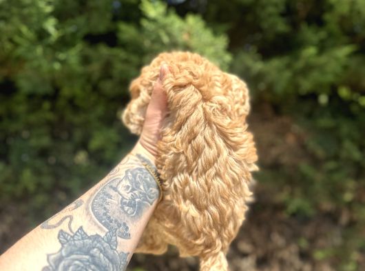 Uygun Di̇şi̇ Poodle Arayanlara Bugüne Özel görsel
