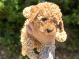 Uygun Di̇şi̇ Poodle Arayanlara Bugüne Özel