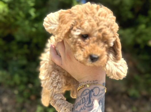 Uygun Di̇şi̇ Poodle Arayanlara Bugüne Özel görsel