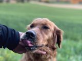 Golden Retriewer Yavrular