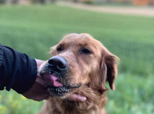 Golden Retriewer Yavrular görsel