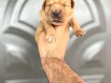 Golden Retriewer Yavrular