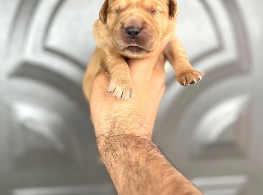 Golden Retriewer Yavrular görsel