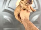 Golden Retriewer Yavrular