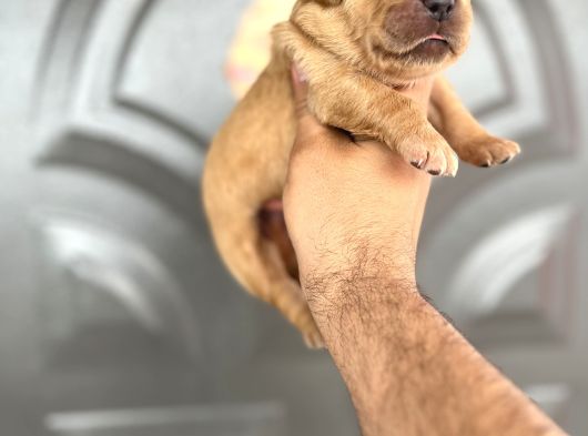Golden Retriewer Yavrular görsel