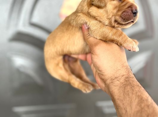 Golden Retriewer Yavrular görsel