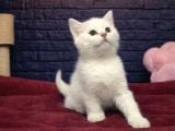 Bri̇tti̇sh Shorthai̇r Mi̇ni̇kleri̇mi̇z
