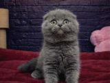 SEVİMLİ SCOTTİSH FOLD KEDİLERİMİZ