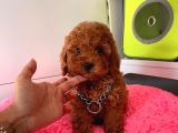 Çiflikten Poodle Yavrularımız Dişi Ve Erkek