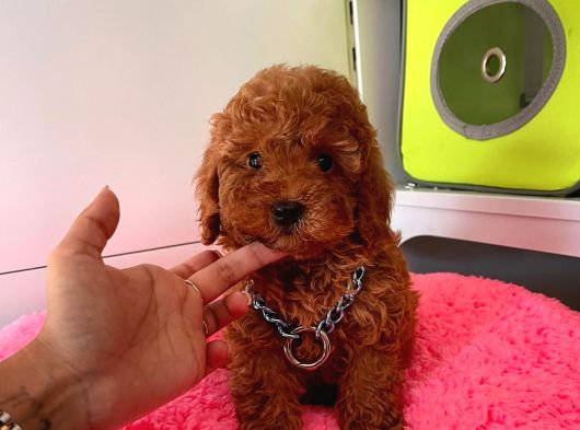 Çiflikten Poodle Yavrularımız Dişi Ve Erkek görsel