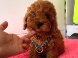 Çiflikten Poodle Yavrularımız Dişi Ve Erkek