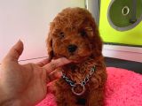 Çiflikten Poodle Yavrularımız Dişi Ve Erkek