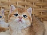 Safkan British Shorthair Yavru
