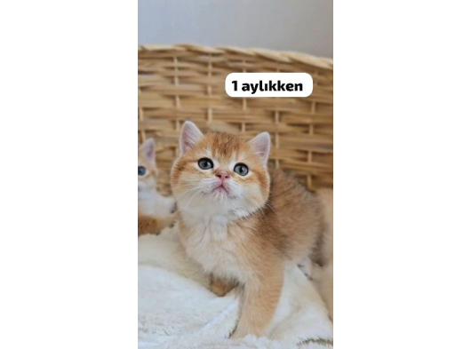Safkan British Shorthair Yavru görsel