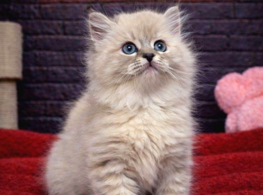 Bri̇tti̇sh Shorthai̇r Mi̇ni̇kleri̇mi̇z görsel