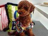 Yakışıklı Oğlumuz Red Brown Toypoodle Için Eş Arıyoruz