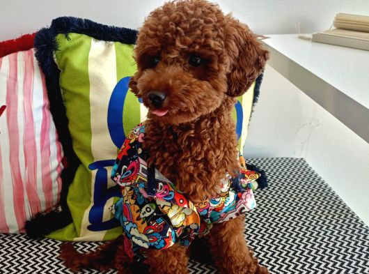 Yakışıklı Oğlumuz Red Brown Toypoodle Için Eş Arıyoruz görsel
