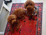 Yakışıklı Oğlumuz Red Brown Toypoodle Için Eş Arıyoruz