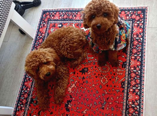 Yakışıklı Oğlumuz Red Brown Toypoodle Için Eş Arıyoruz görsel