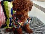 Yakışıklı Oğlumuz Red Brown Toypoodle Için Eş Arıyoruz