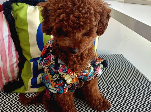 Yakışıklı Oğlumuz Red Brown Toypoodle Için Eş Arıyoruz görsel
