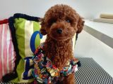 yakışıklı oğlumuz Red Brown Toypoodle için Eş arıyoruz