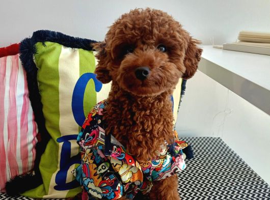 Yakışıklı Oğlumuz Red Brown Toypoodle Için Eş Arıyoruz