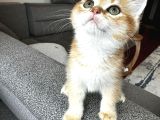 Safkan British Shorthair Yavru
