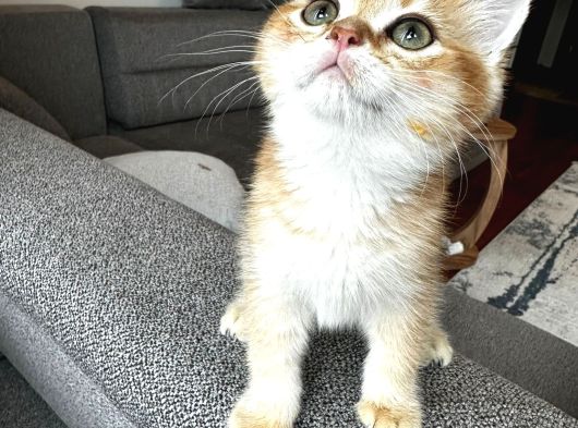 Safkan British Shorthair Yavru görsel