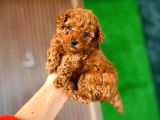 Çiflikten Poodle Yavrularımız Dişi Ve Erkek