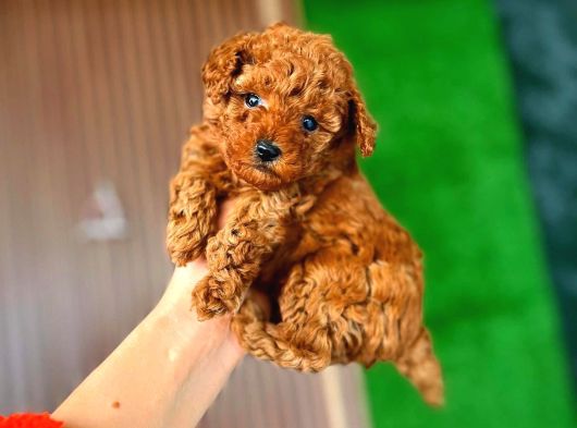 Çiflikten Poodle Yavrularımız Dişi Ve Erkek görsel