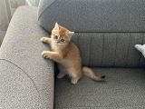 SAFKAN BRITISH SHORTHAIR YAVRU
