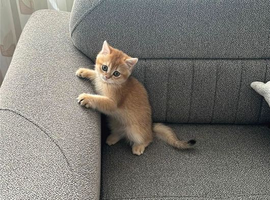 Safkan British Shorthair Yavru