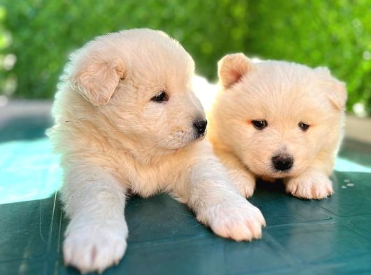 Samoyed Bebekleri̇mi̇z görsel
