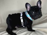 FRENCH BULLDOG YAVRUMUZ
