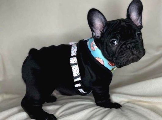 French Bulldog Yavrumuz