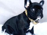 French Bulldog Yavrumuz