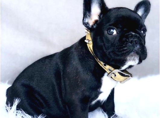 French Bulldog Yavrumuz görsel