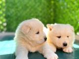 Samoyed Bebekleri̇mi̇z