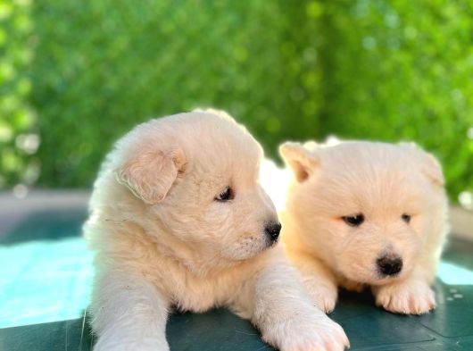 Samoyed Bebekleri̇mi̇z görsel